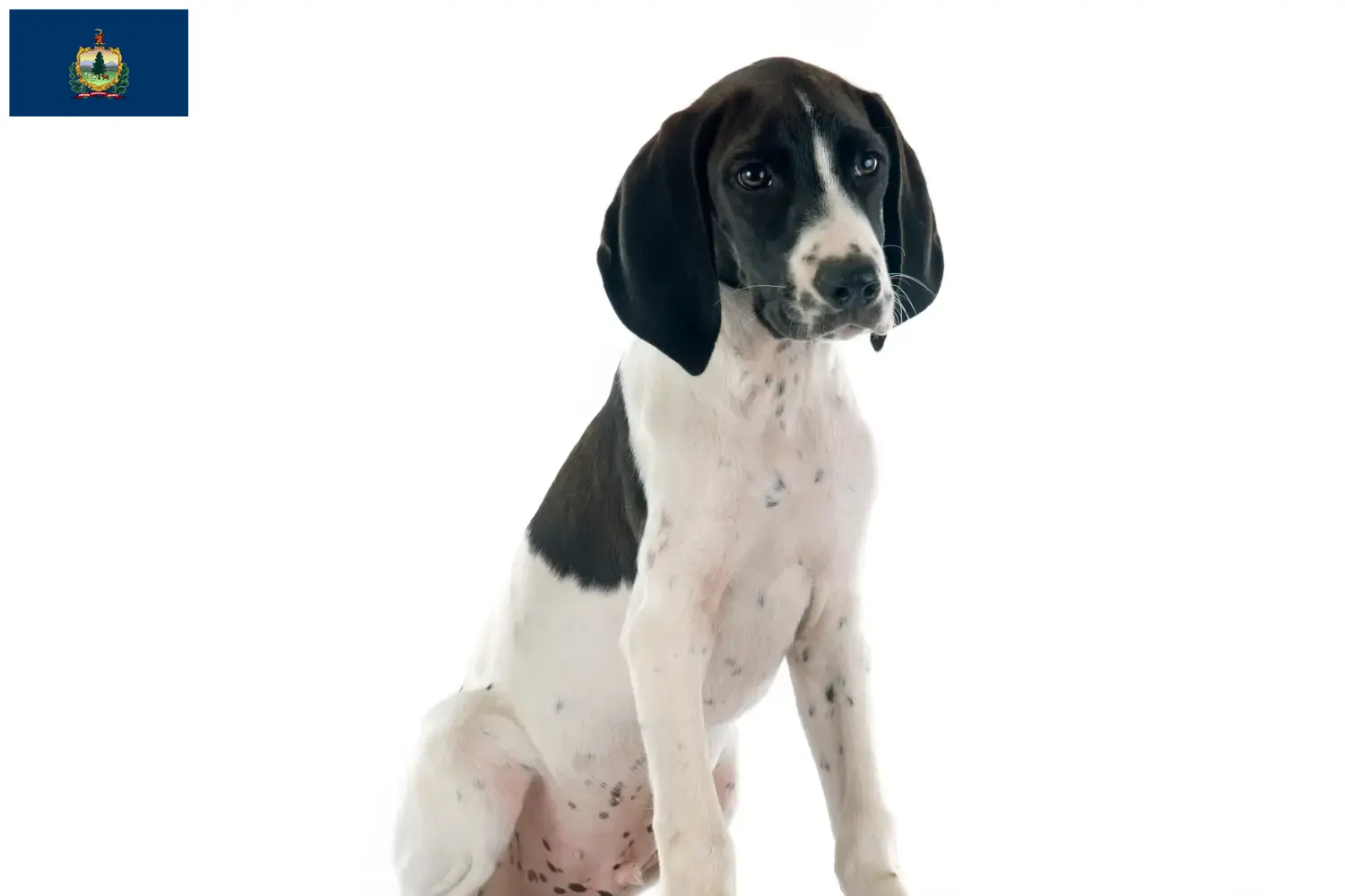 Braque d'Auvergne puppies and breeders Vermont Find Braque d'Auvergne breeders in Vermont.