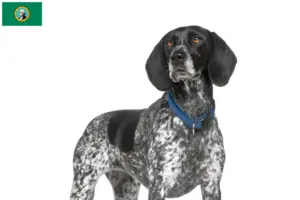 Read more about the article Braque d’Auvergne breeders and puppies in Washington