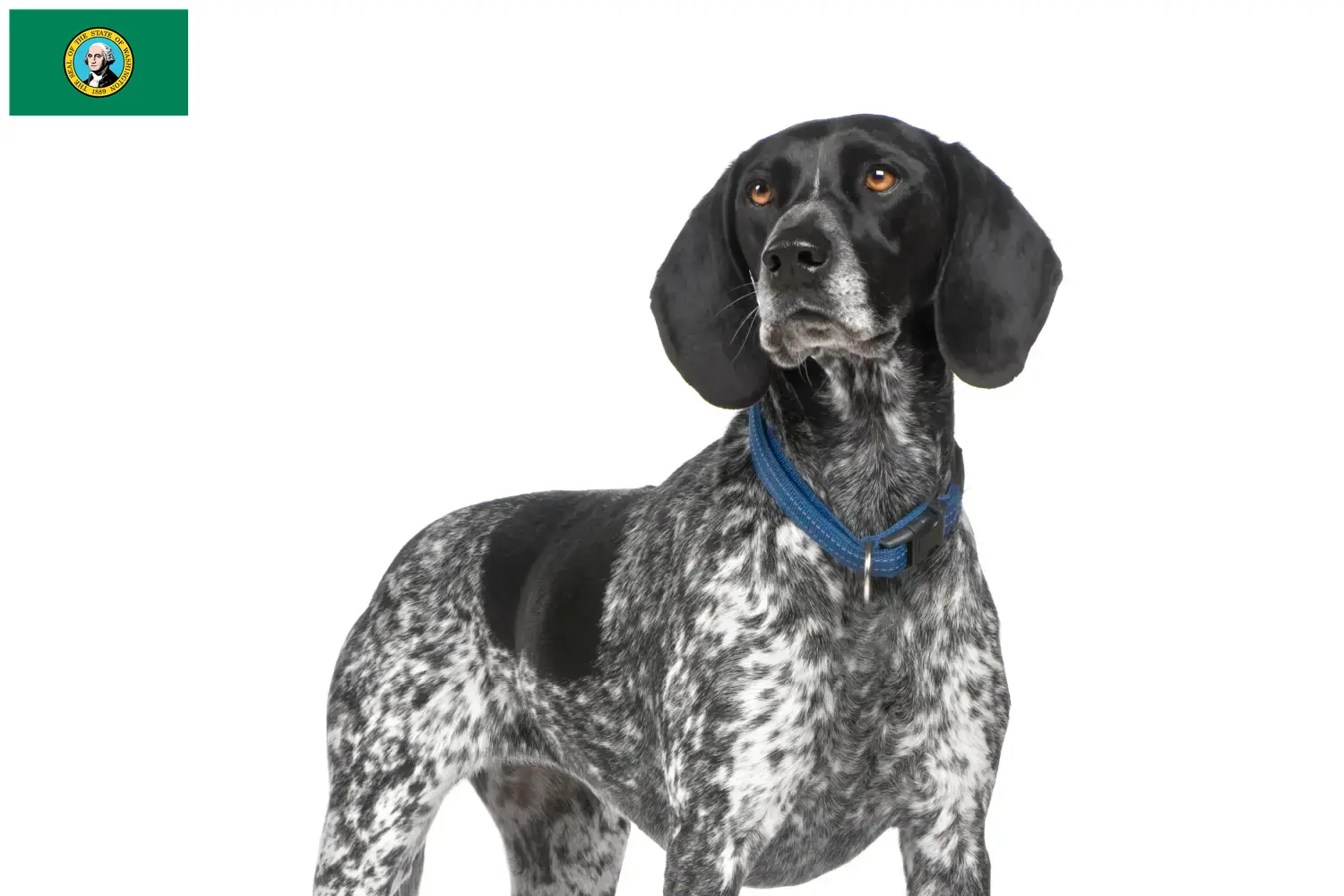 Read more about the article Braque d’Auvergne breeders and puppies in Washington