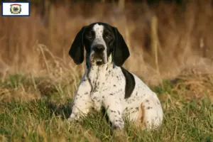 Read more about the article Braque d’Auvergne breeders and puppies in West Virginia