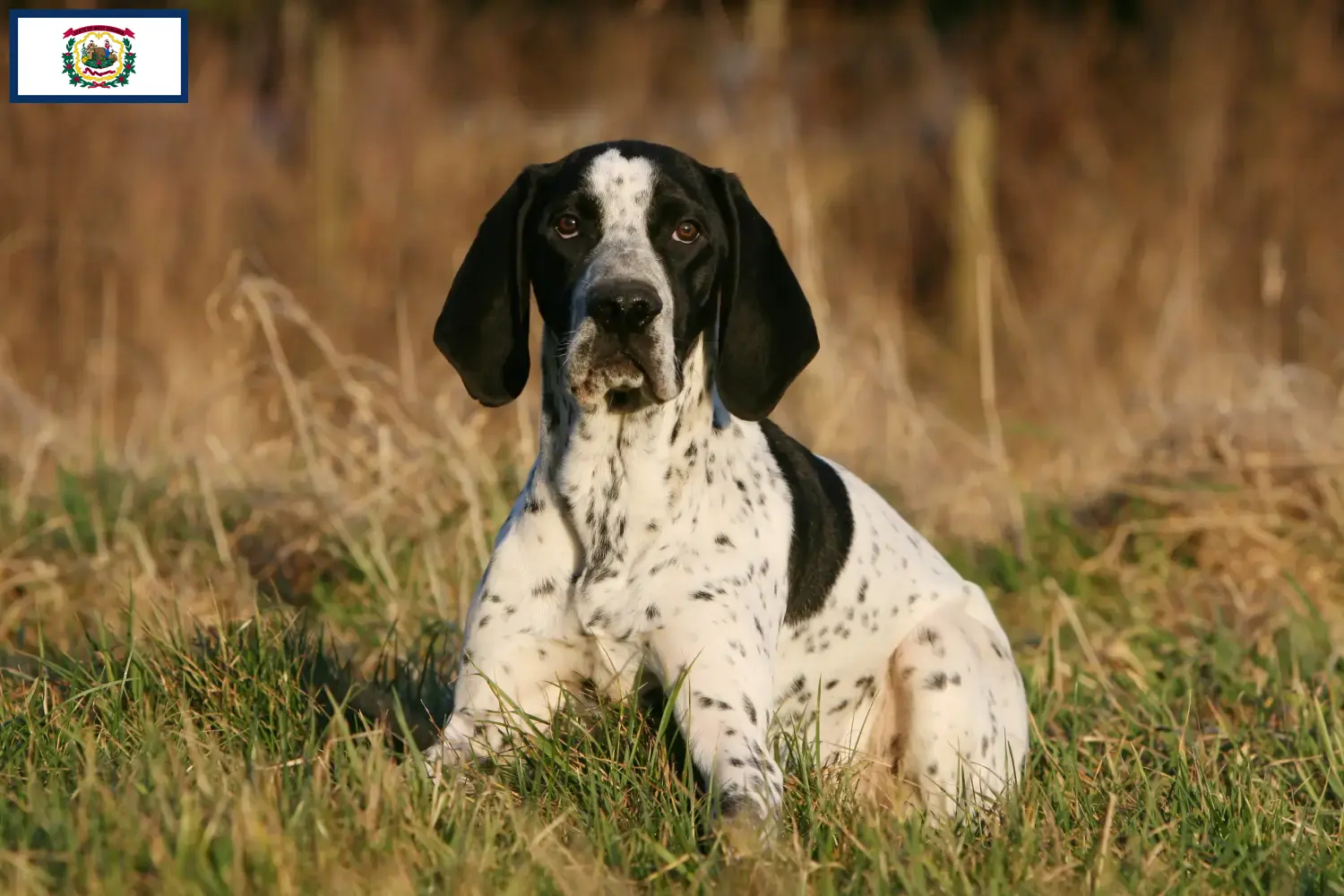 Braque d'Auvergne puppies and breeders West Virginia Find Braque d'Auvergne breeders in West Virginia.