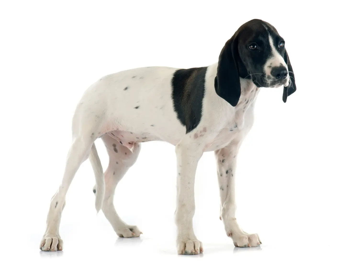 Buying a Braque d'Auvergne puppy means taking responsibility! Buy Braque d'Auvergne puppies.