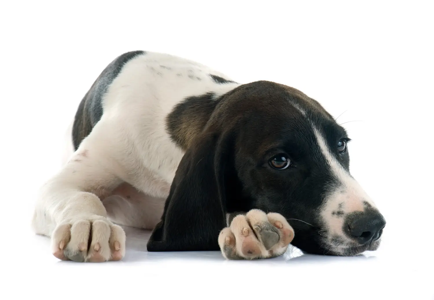 Buying a Braque d'Auvergne puppy means taking responsibility! Buy Braque d'Auvergne puppies.