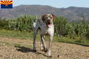 Read more about the article Braque du Bourbonnais breeders and puppies in Arizona