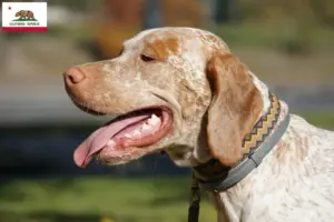 Read more about the article Braque du Bourbonnais breeders and puppies in California