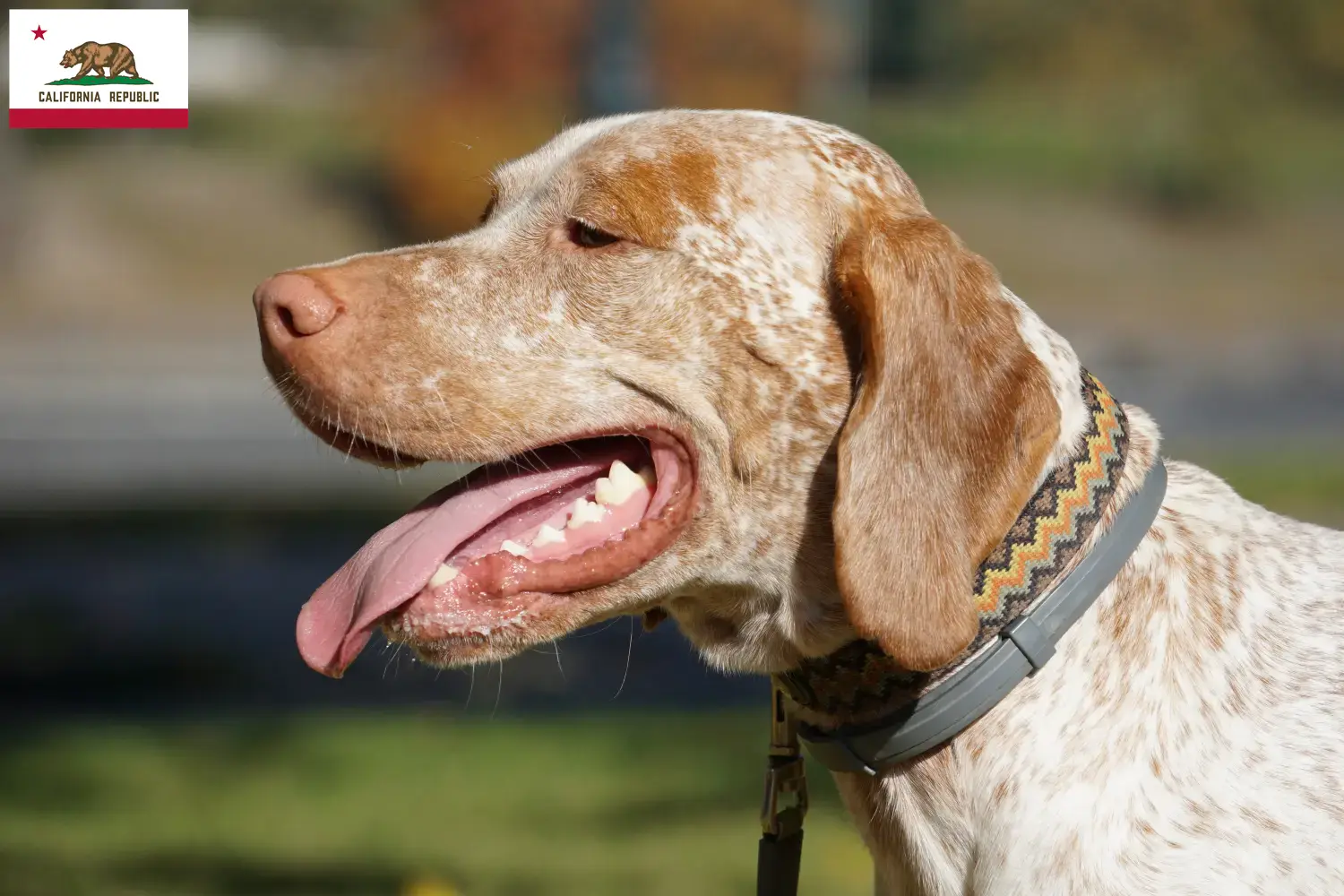 Braque du Bourbonnais puppies and breeder California Here you can find Braque du Bourbonnais breeders in California.