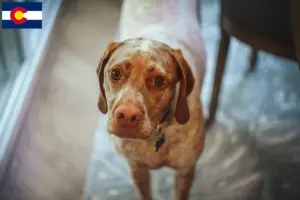 Read more about the article Braque du Bourbonnais breeders and puppies in Colorado