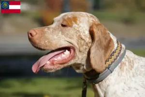 Read more about the article Braque du Bourbonnais breeders and puppies in Georgia