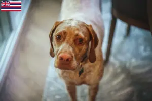 Read more about the article Braque du Bourbonnais breeders and puppies in Hawaii