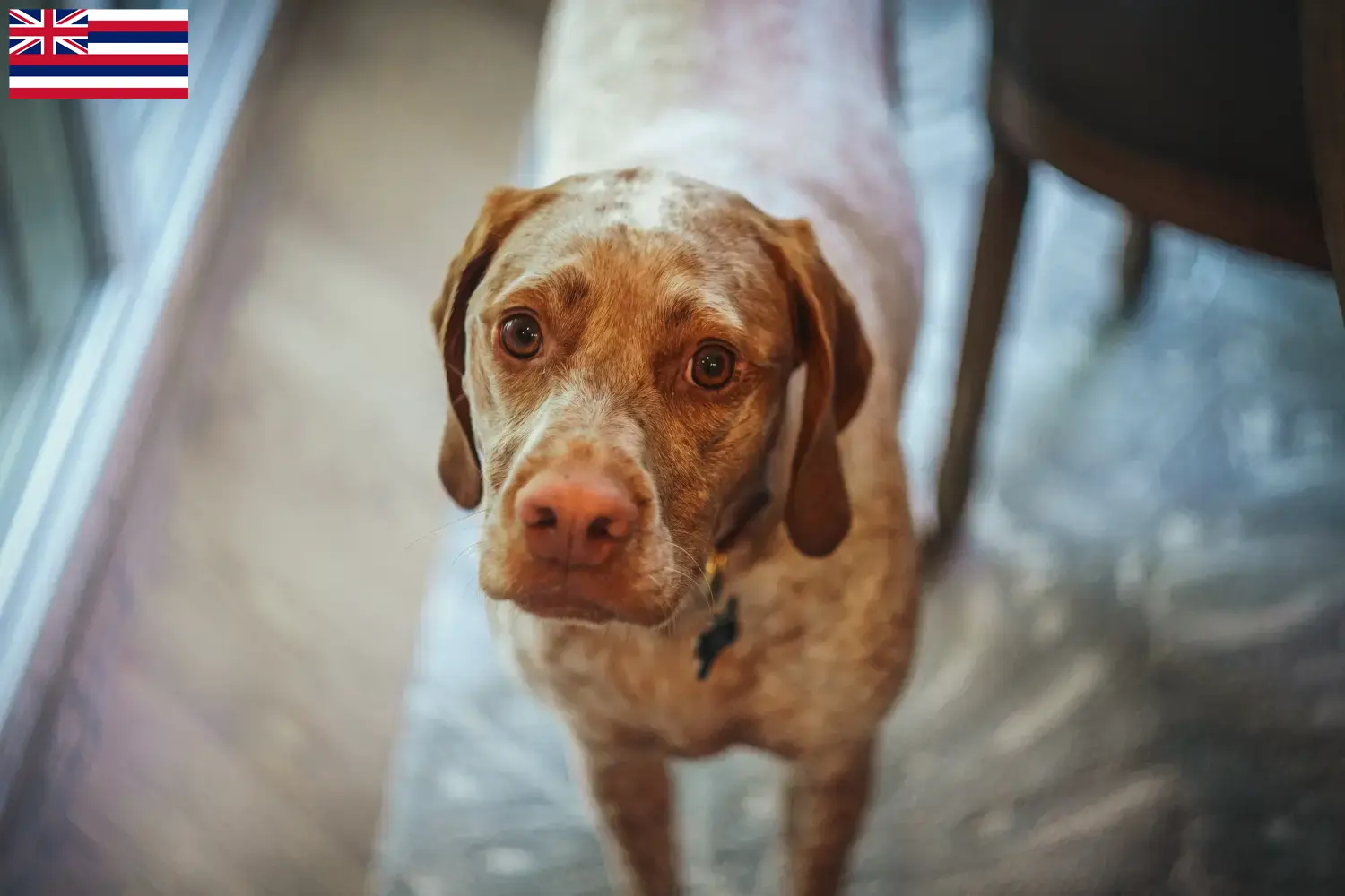 Braque du Bourbonnais puppies and breeders Hawaii Here you can find Braque du Bourbonnais breeders in Hawaii.