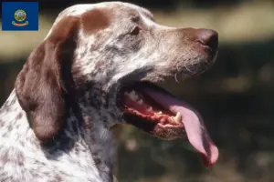 Read more about the article Braque du Bourbonnais breeders and puppies in Idaho