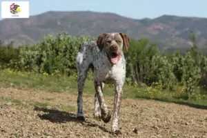 Read more about the article Braque du Bourbonnais breeders and puppies in Illinois