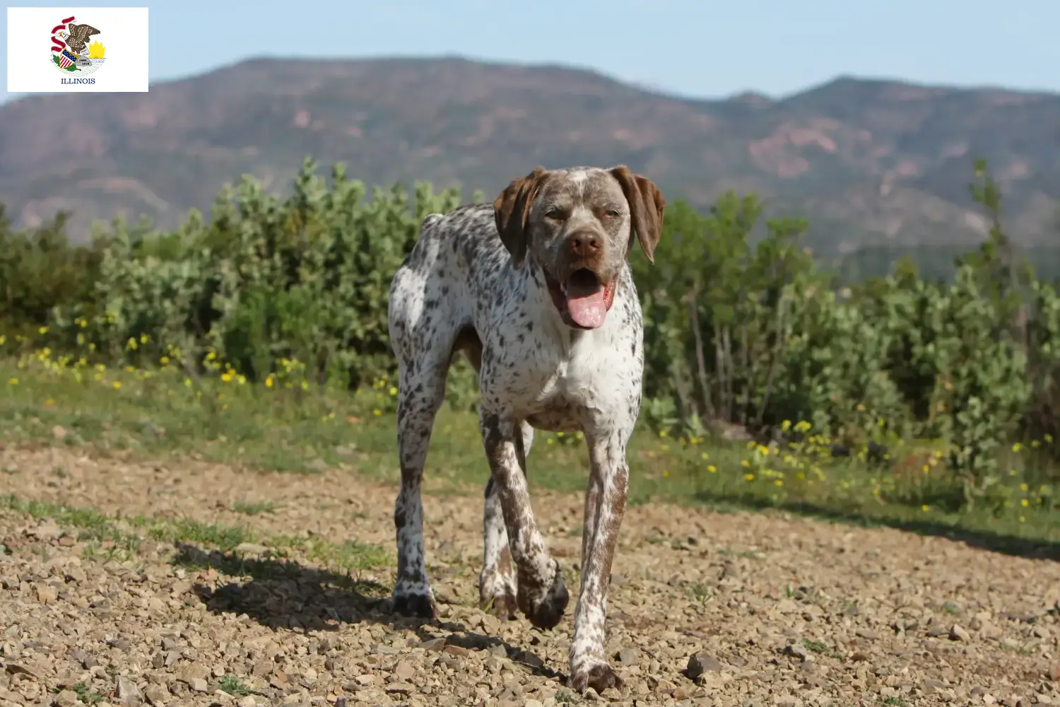 Braque du Bourbonnais puppies and breeders Illinois Find Braque du Bourbonnais breeders in Illinois.