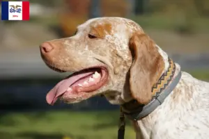 Read more about the article Braque du Bourbonnais breeders and puppies in Iowa