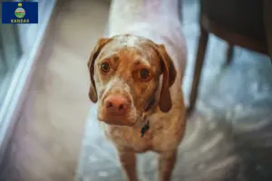 Read more about the article Braque du Bourbonnais breeders and puppies in Kansas