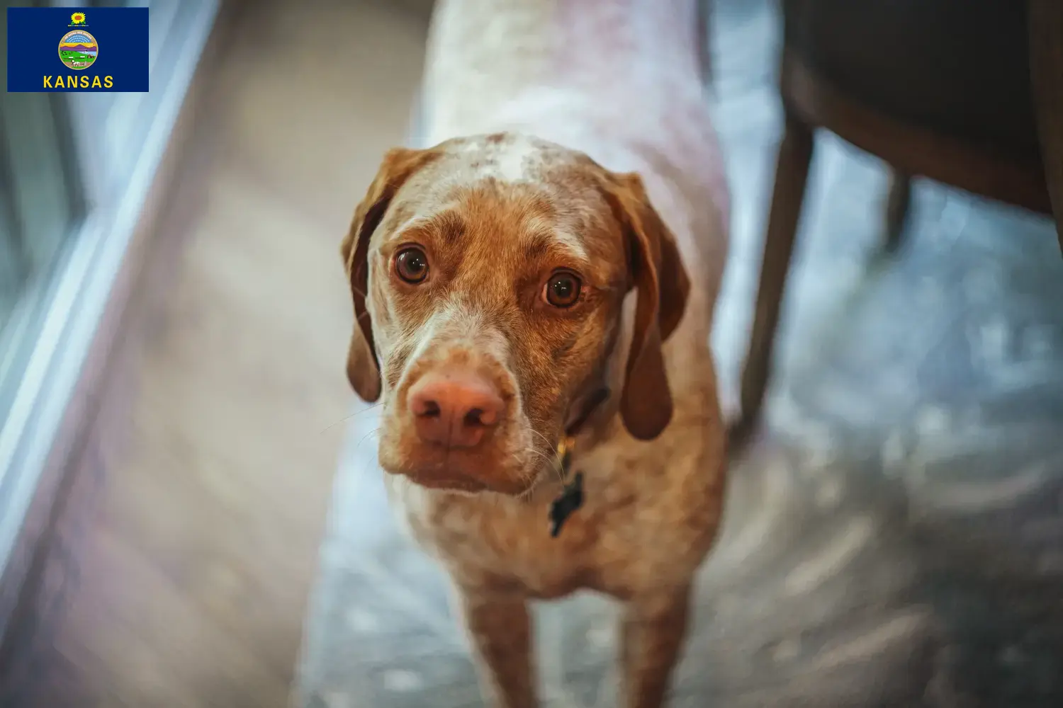 Braque du Bourbonnais puppies and breeder Kansas Here you can find Braque du Bourbonnais breeders in Kansas.
