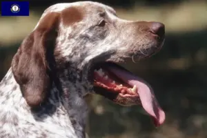 Read more about the article Braque du Bourbonnais breeders and puppies in Kentucky