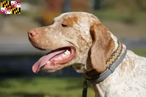 Read more about the article Braque du Bourbonnais breeders and puppies in Maryland