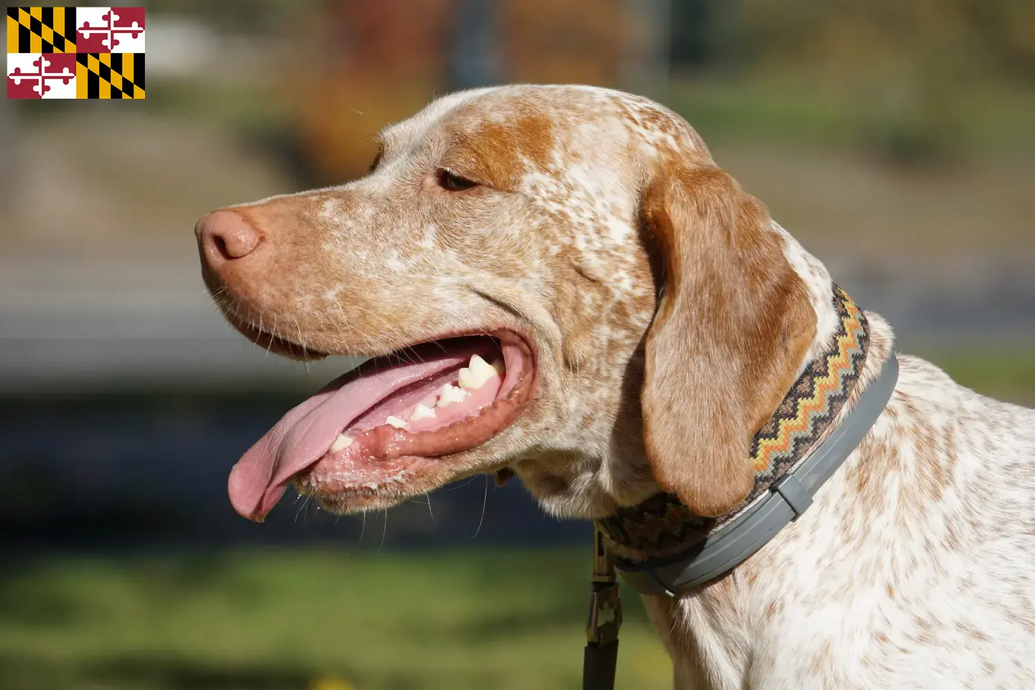 Braque du Bourbonnais puppies and breeder Maryland Find Braque du Bourbonnais breeders in Maryland.