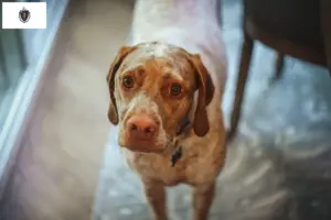 Read more about the article Braque du Bourbonnais breeders and puppies in Massachusetts