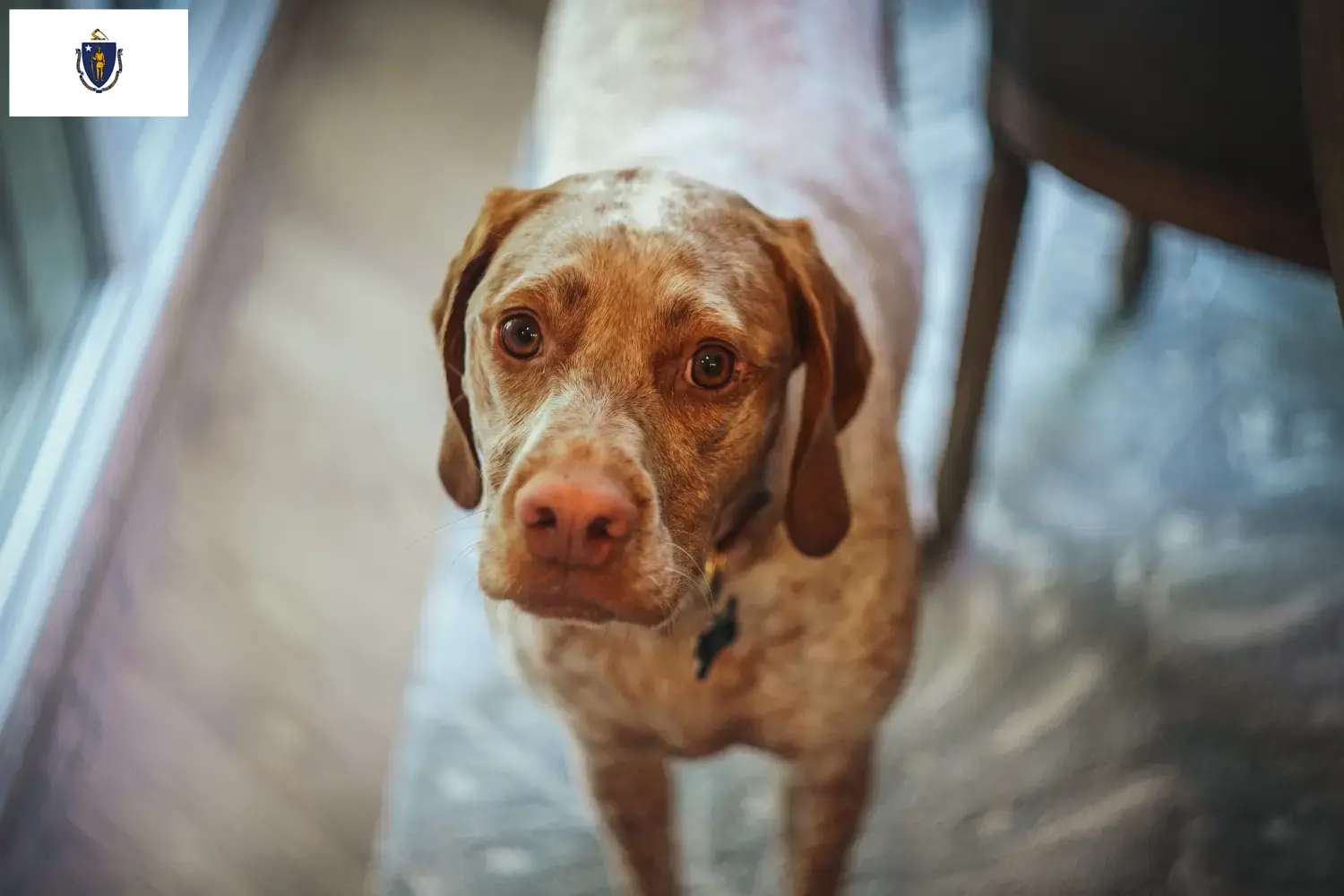 Braque du Bourbonnais puppies and breeders Massachusetts Find Braque du Bourbonnais breeders in Massachusetts.