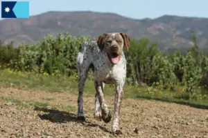Read more about the article Braque du Bourbonnais breeders and puppies in Minnesota