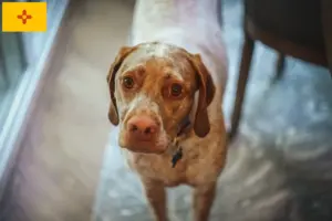 Read more about the article Braque du Bourbonnais breeders and puppies in New Mexico
