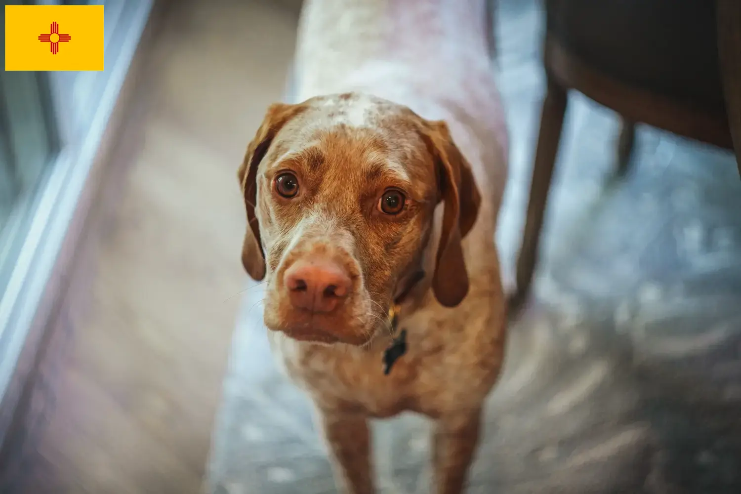 Braque du Bourbonnais puppies and breeders New Mexico Here you can find Braque du Bourbonnais breeders in New Mexico.
