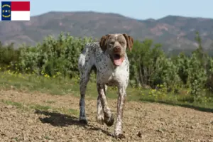Read more about the article Braque du Bourbonnais breeders and puppies in North Carolina