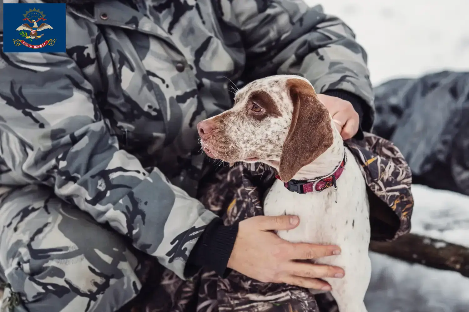 Braque du Bourbonnais puppies and breeders North Dakota Find Braque du Bourbonnais breeders in North Dakota.