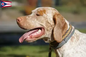 Read more about the article Braque du Bourbonnais breeders and puppies in Ohio