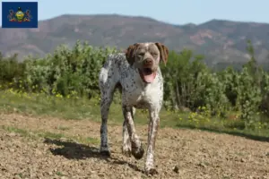 Read more about the article Braque du Bourbonnais breeders and puppies in Pennsylvania