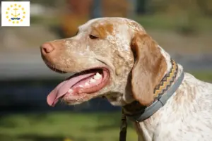 Read more about the article Braque du Bourbonnais breeders and puppies in Rhode Island