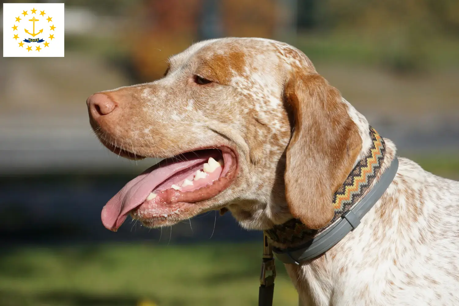 Braque du Bourbonnais puppies and breeders Rhode Island Find Braque du Bourbonnais breeders in Rhode Island.