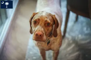 Read more about the article Braque du Bourbonnais breeders and puppies in South Carolina