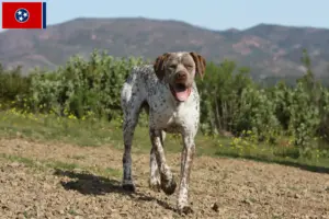Read more about the article Braque du Bourbonnais breeders and puppies in Tennessee