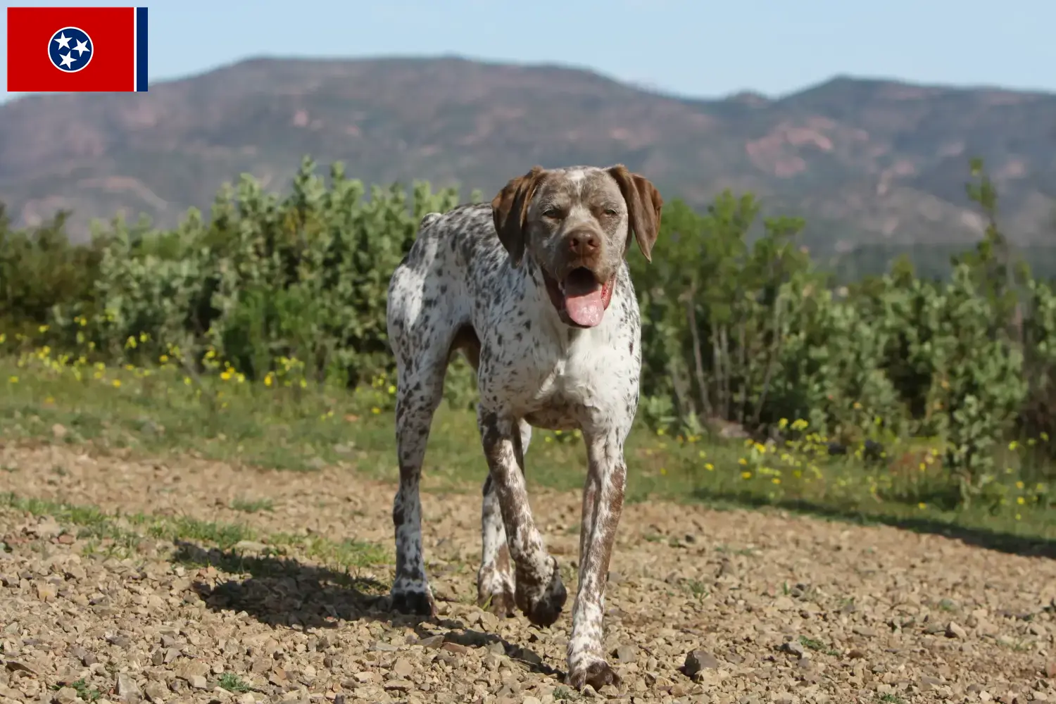 Braque du Bourbonnais puppies and breeder Tennessee Here you can find Braque du Bourbonnais breeders in Tennessee.