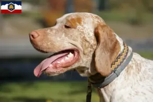 Read more about the article Braque du Bourbonnais breeders and puppies in Utah