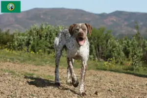Read more about the article Braque du Bourbonnais breeders and puppies in Washington