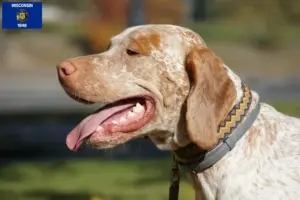 Read more about the article Braque du Bourbonnais breeders and puppies in Wisconsin