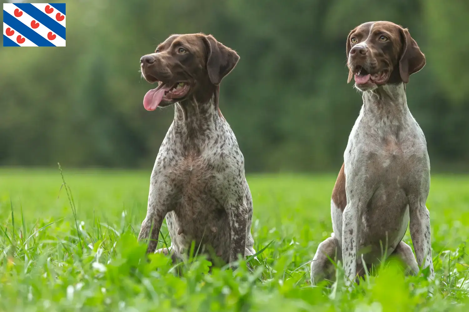 Braque français type Gascogne puppies and breeders Friesland Find Braque français type Gascognes breeders in Friesland.