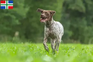 Read more about the article Braque français type Gascogne breeders and puppies in Groningen
