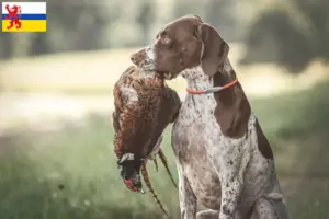Read more about the article Braque français type Gascogne breeders and puppies in Limburg