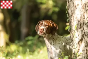 Read more about the article Braque français type Gascogne breeders and puppies in North Brabant