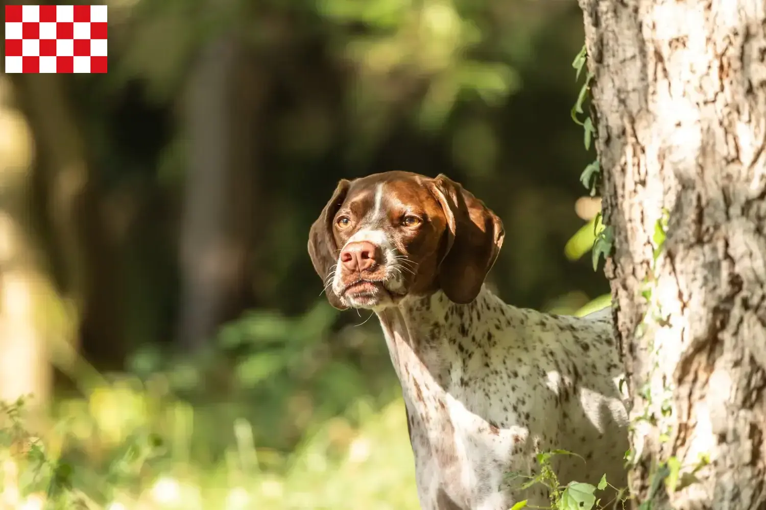 Read more about the article Braque français type Gascogne breeders and puppies in North Brabant