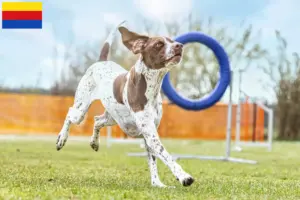 Read more about the article Braque français type Gascogne breeders and puppies in North Holland