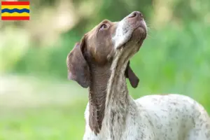 Read more about the article Braque français type Gascogne breeders and puppies in Overijssel