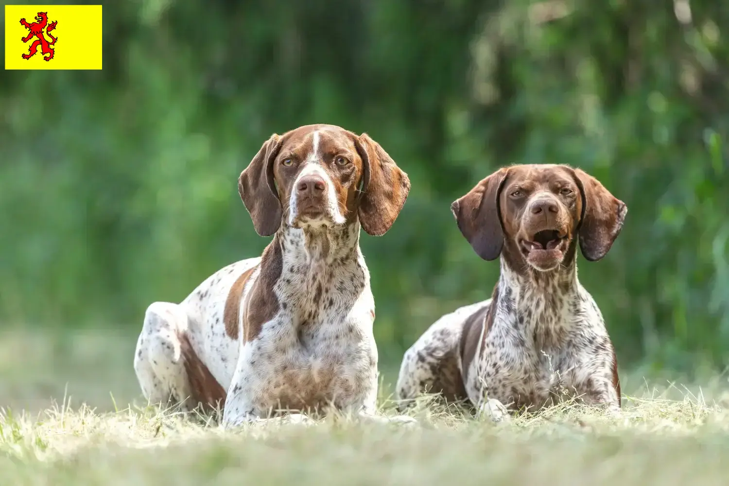 Read more about the article Braque français type Gascogne breeders and puppies in South Holland