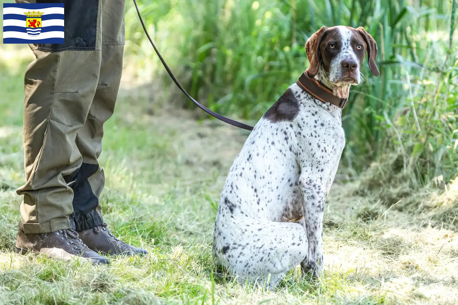 Read more about the article Braque français type Gascogne breeders and puppies in Zeeland