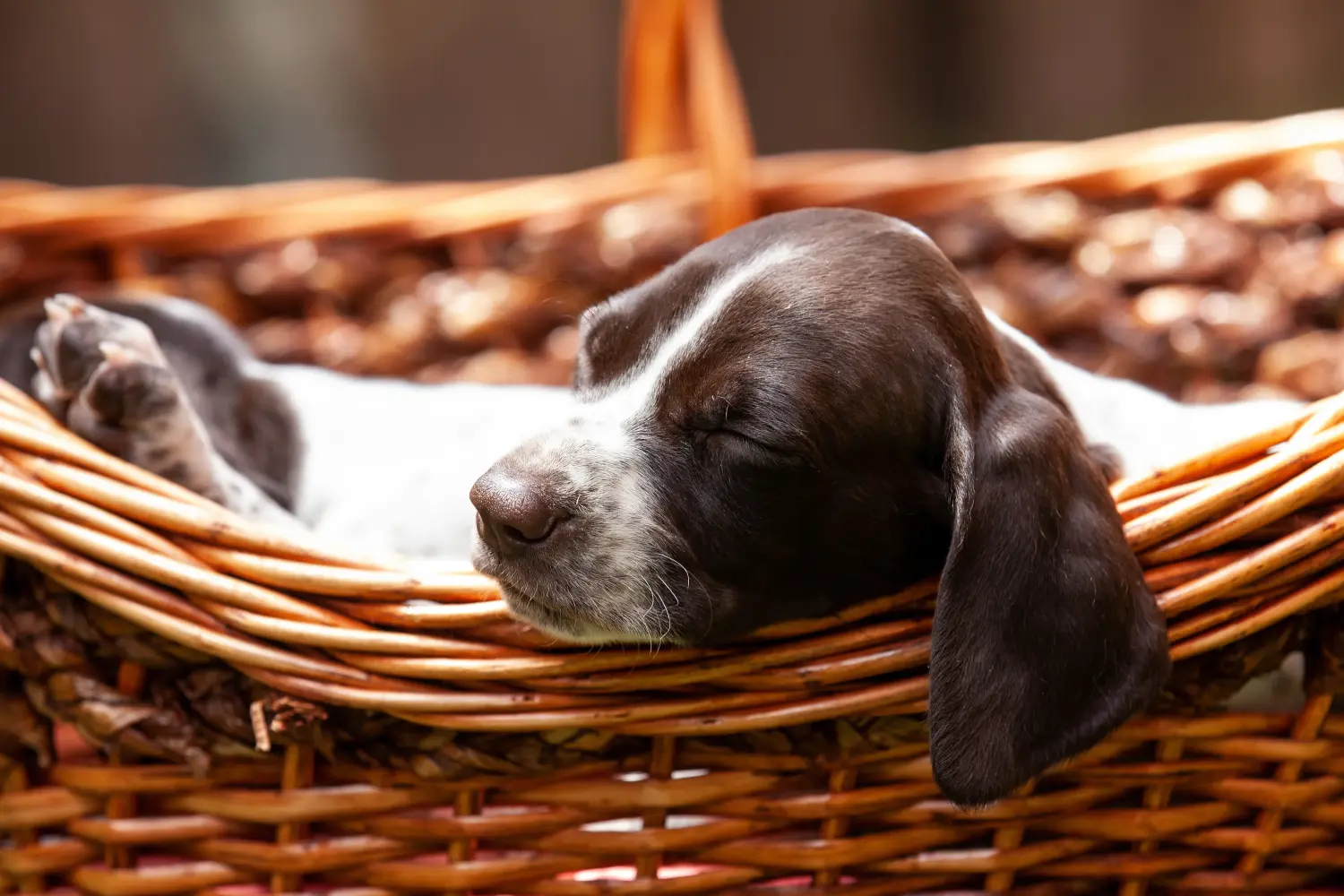 Buying a Braque français type Gascogne puppy means taking responsibility! Buy Braque français type Gascogne puppies.